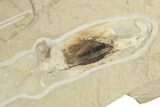 Amazing, Fossil Squid - Soft-Bodied Tentacles & Ink Sac #227498-2
